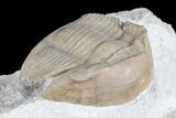 Illaenus Schmidti Trilobite - Russia #74021-2